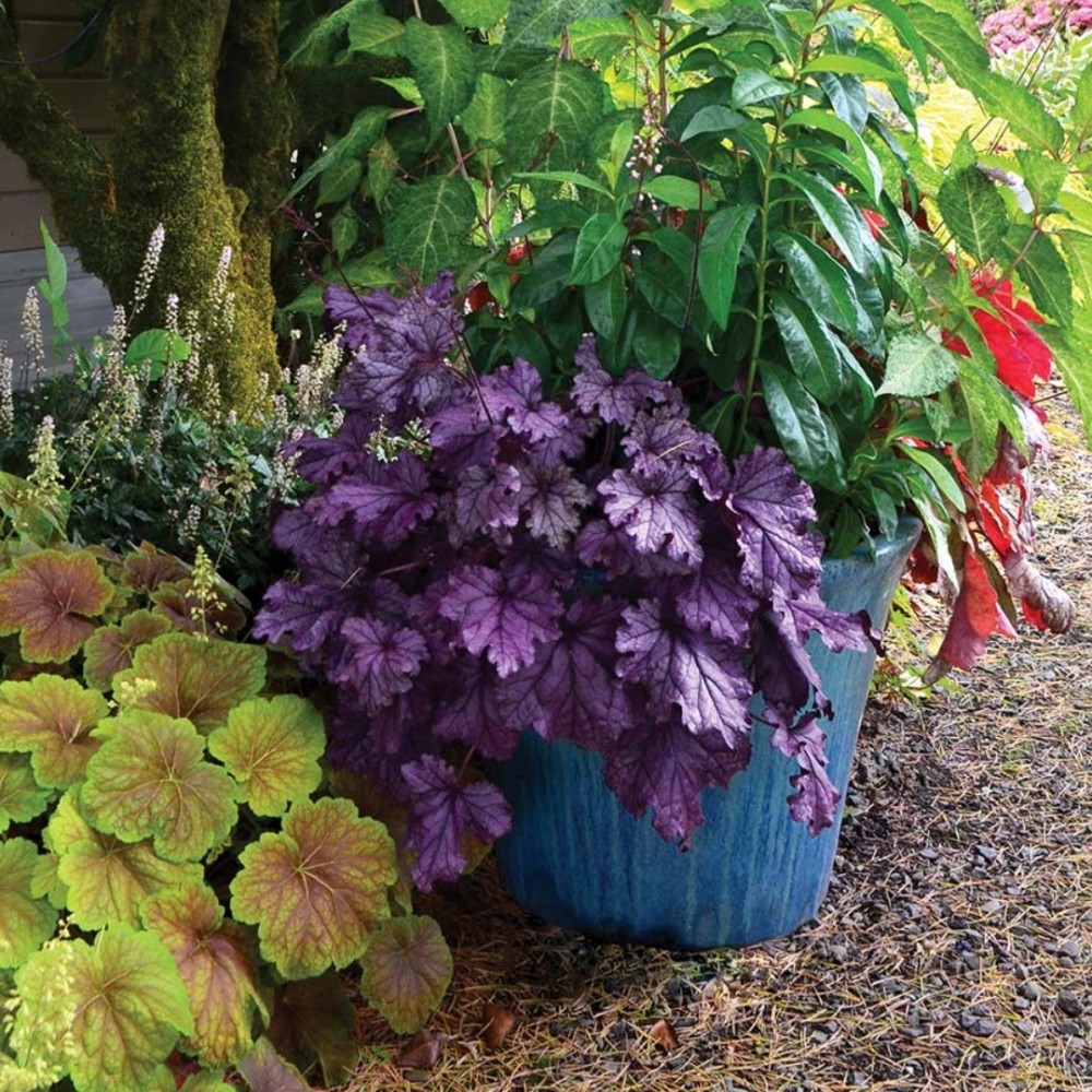 Heuchera / Alūnė FOREVER PURPLE