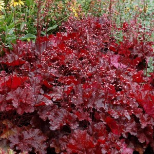 Heuchera / Alūnė FOREVER RED