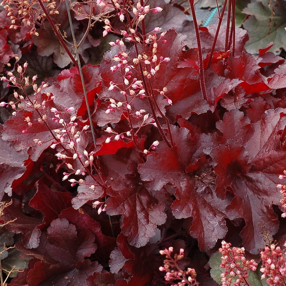 Heuchera / Alūnė FOREVER RED