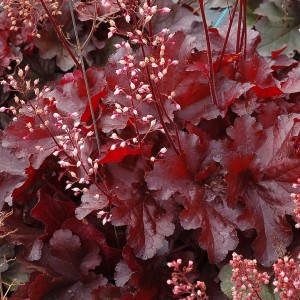 Heuchera / Alūnė FOREVER RED
