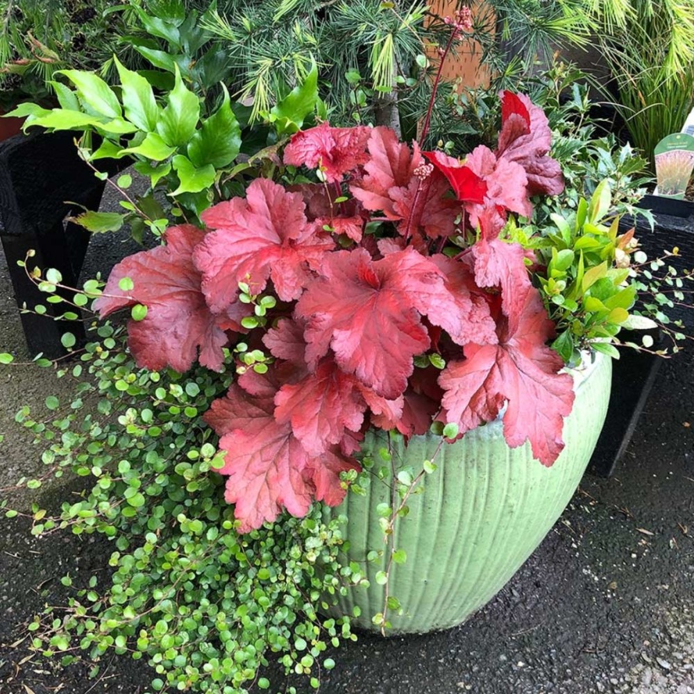 Heuchera / Alūnė FOREVER RED