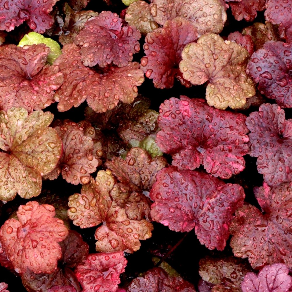 Heuchera / Alūnė GALAXY