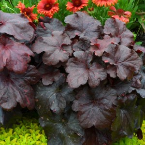 Heuchera / Alūnė GALAXY