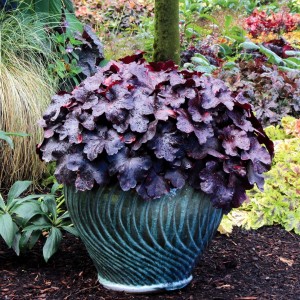 Heuchera / Alūnė GALAXY