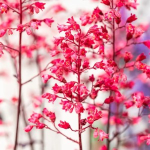 Heuchera / Alūnė HIP HOP HOORAY