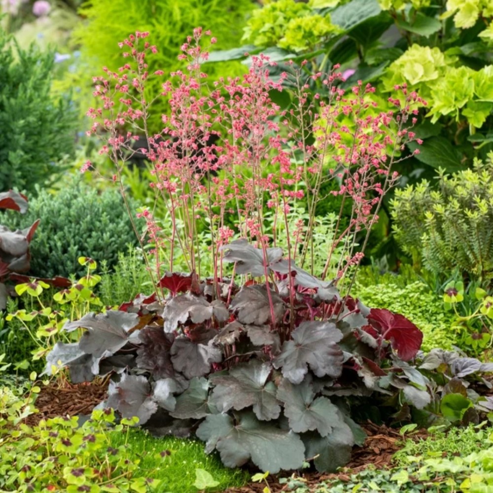 Heuchera / Alūnė HIP HOP HOORAY
