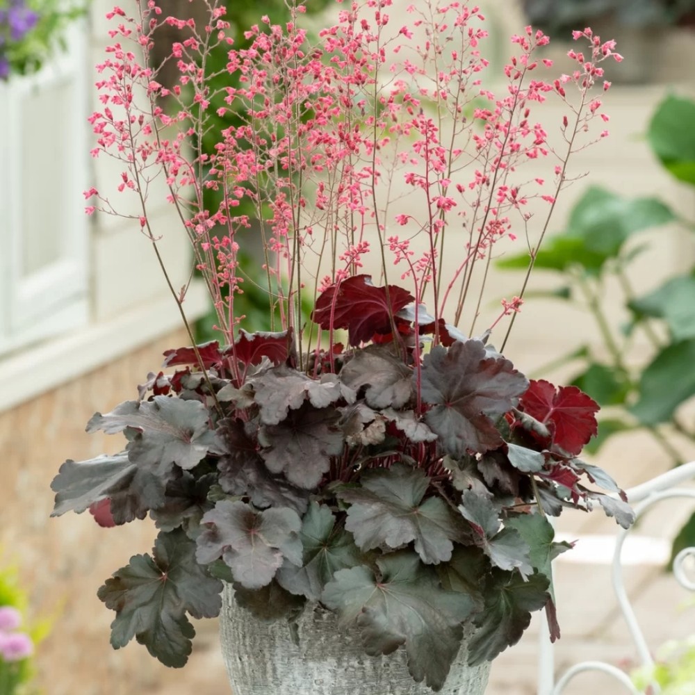 Heuchera / Alūnė HIP HOP HOORAY