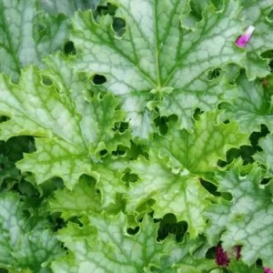 Heuchera / Alūnė LIME SWIZZLE