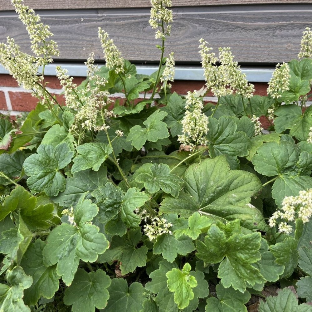 Alūnė / Heuchera villosa var. macrorrhiza