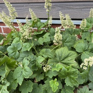 Alūnė / Heuchera villosa var. macrorrhiza