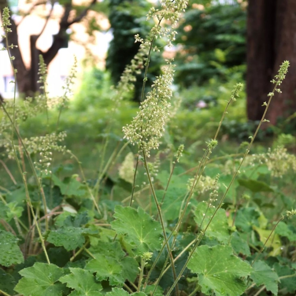 Alūnė / Heuchera villosa var. macrorrhiza
