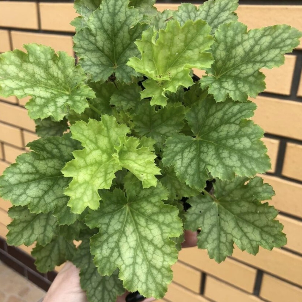 Heuchera / Alūnė LIME SWIZZLE