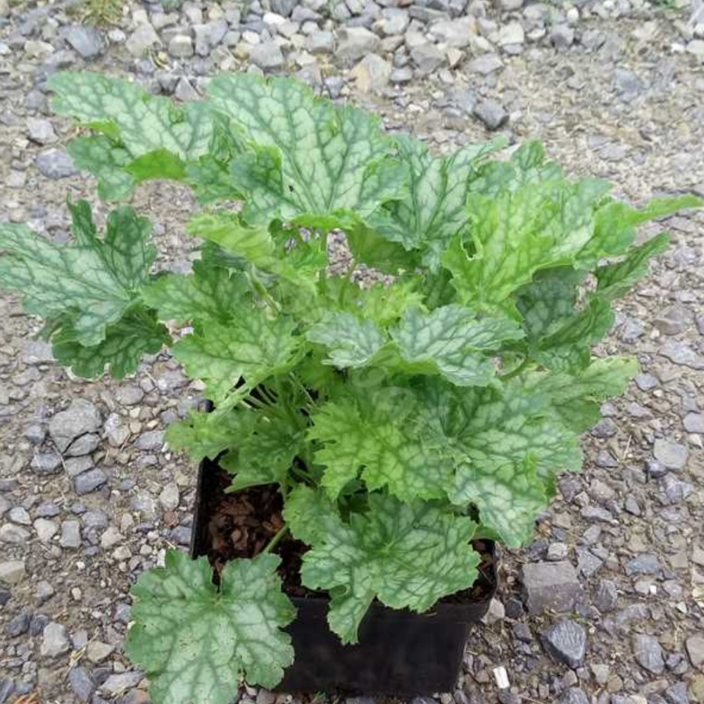 Heuchera / Alūnė LIME SWIZZLE