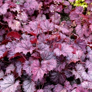 Heuchera / Alūnė LITTLE CUTIES™ FROST