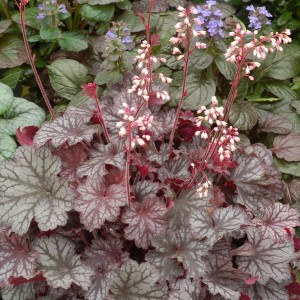 Heuchera / Alūnė LITTLE CUTIES™ FROST