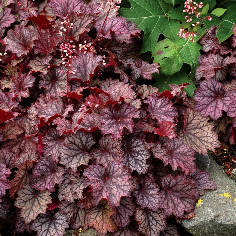 Heuchera / Alūnė LITTLE CUTIES™ FROST