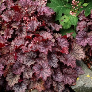 Heuchera / Alūnė LITTLE CUTIES™ FROST