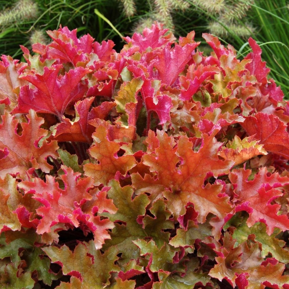 Heuchera / Alūnė MARMALADE