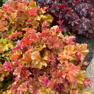 Heuchera / Alūnė MARMALADE