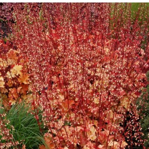 Heuchera / Alūnė MARMALADE