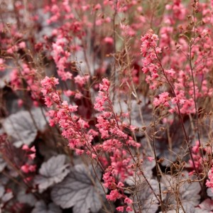 Heuchera / Alūnė MILAN