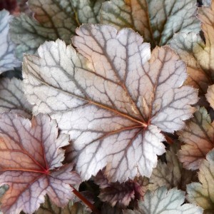 Heuchera / Alūnė MILAN