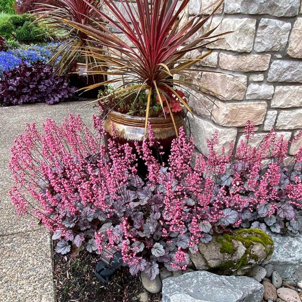 Heuchera / Alūnė MILAN