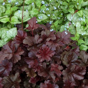Heuchera / Alūnė OBSIDIAN