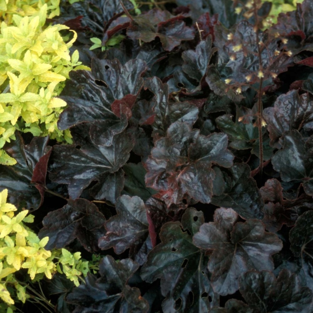 Heuchera / Alūnė OBSIDIAN