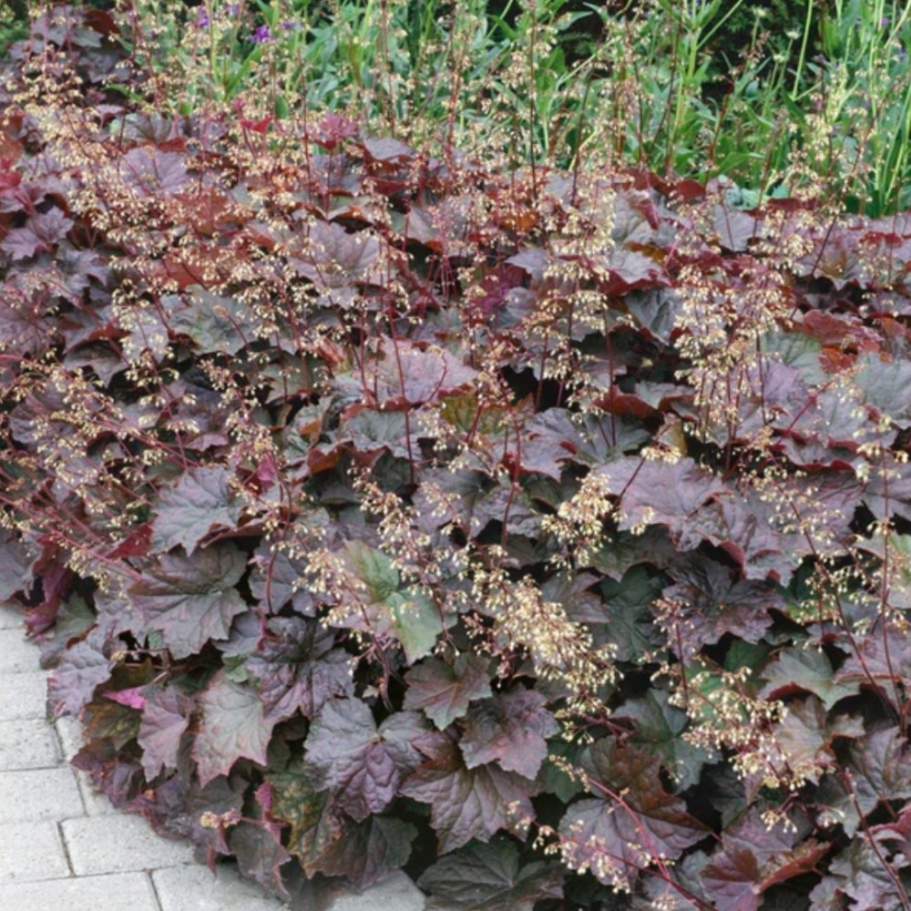 Heuchera / Alūnė PALACE PURPLE