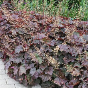 Heuchera / Alūnė PALACE PURPLE