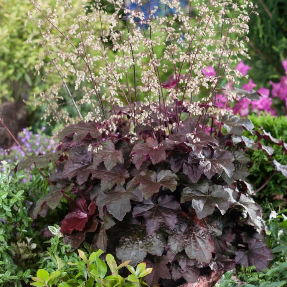 Heuchera / Alūnė PALACE PURPLE