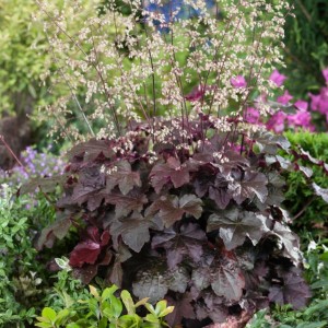 Heuchera / Alūnė PALACE PURPLE