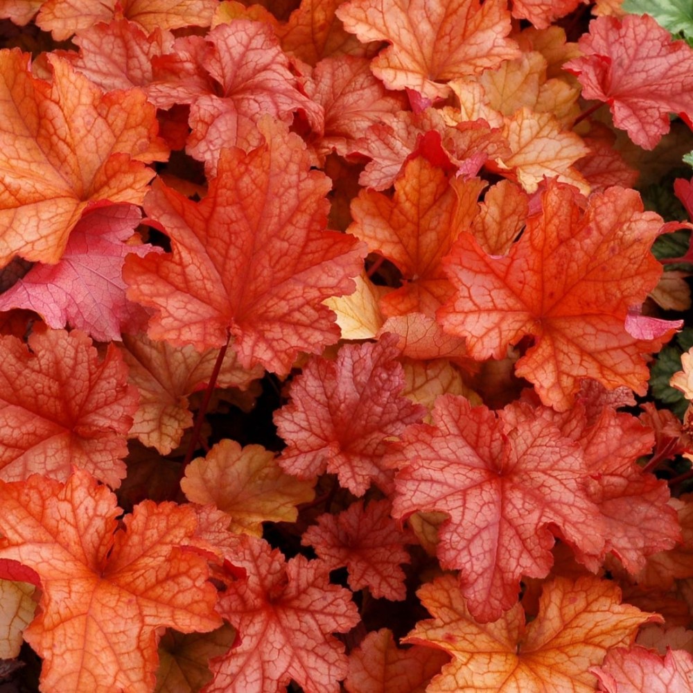 Heuchera / Alūnė PAPRIKA
