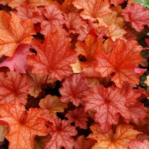 Heuchera / Alūnė PAPRIKA