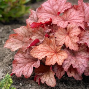 Heuchera / Alūnė PAPRIKA