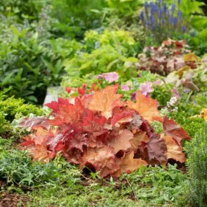 Heuchera / Alūnė PAPRIKA