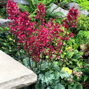 Heuchera / Alūnė PARIS