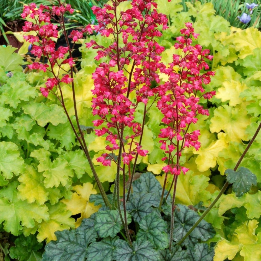 Heuchera / Alūnė PARIS