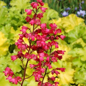 Heuchera / Alūnė PARIS