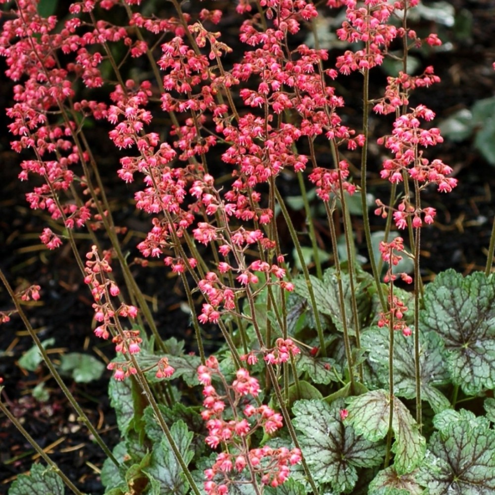 Heuchera / Alūnė PEPPERMINT SPICE
