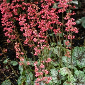Heuchera / Alūnė PEPPERMINT SPICE