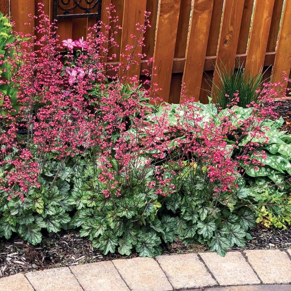 Heuchera / Alūnė PEPPERMINT SPICE