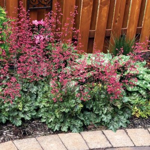 Heuchera / Alūnė PEPPERMINT SPICE