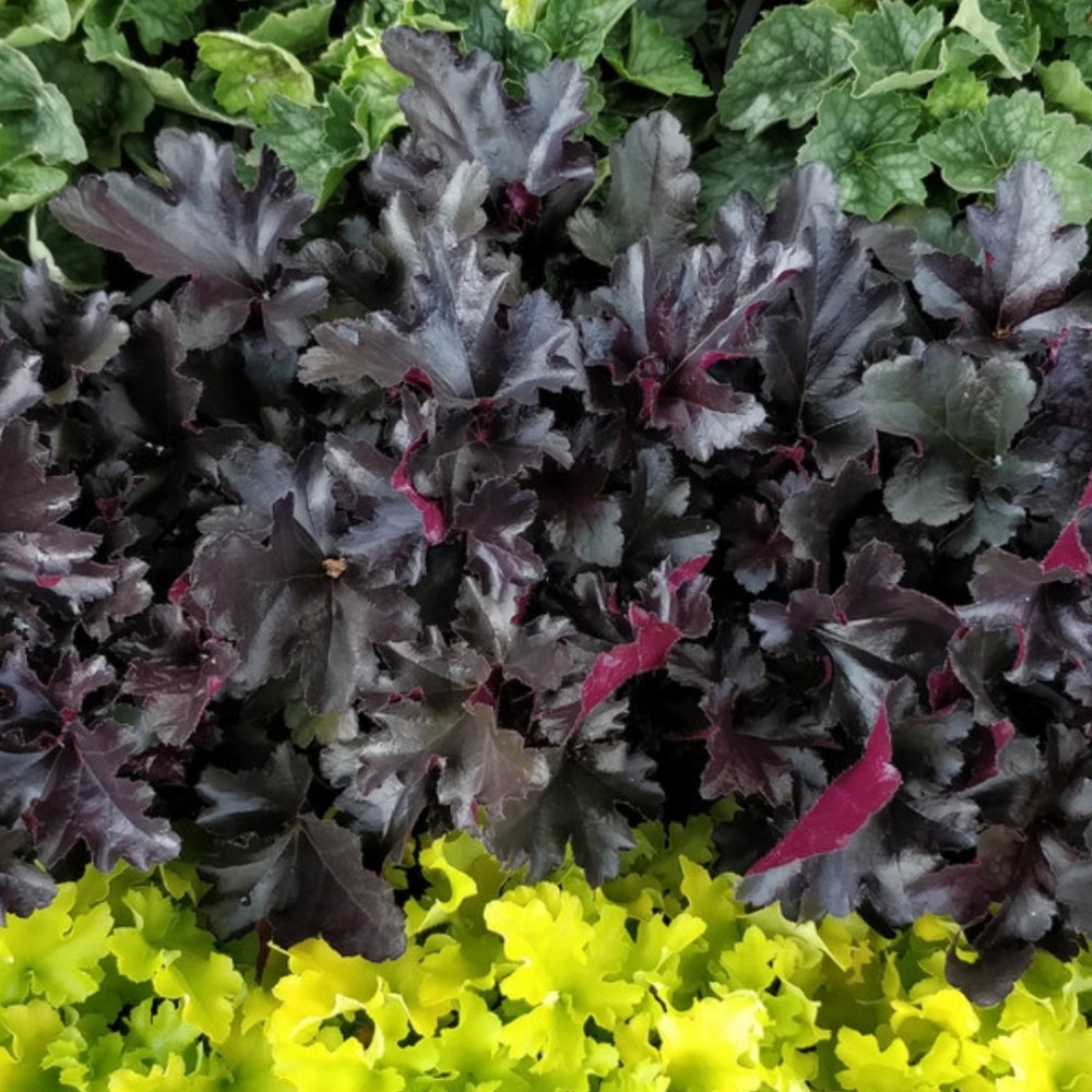 Heuchera / Alūnė PRIMO BLACK PEARL