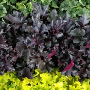 Heuchera / Alūnė PRIMO BLACK PEARL