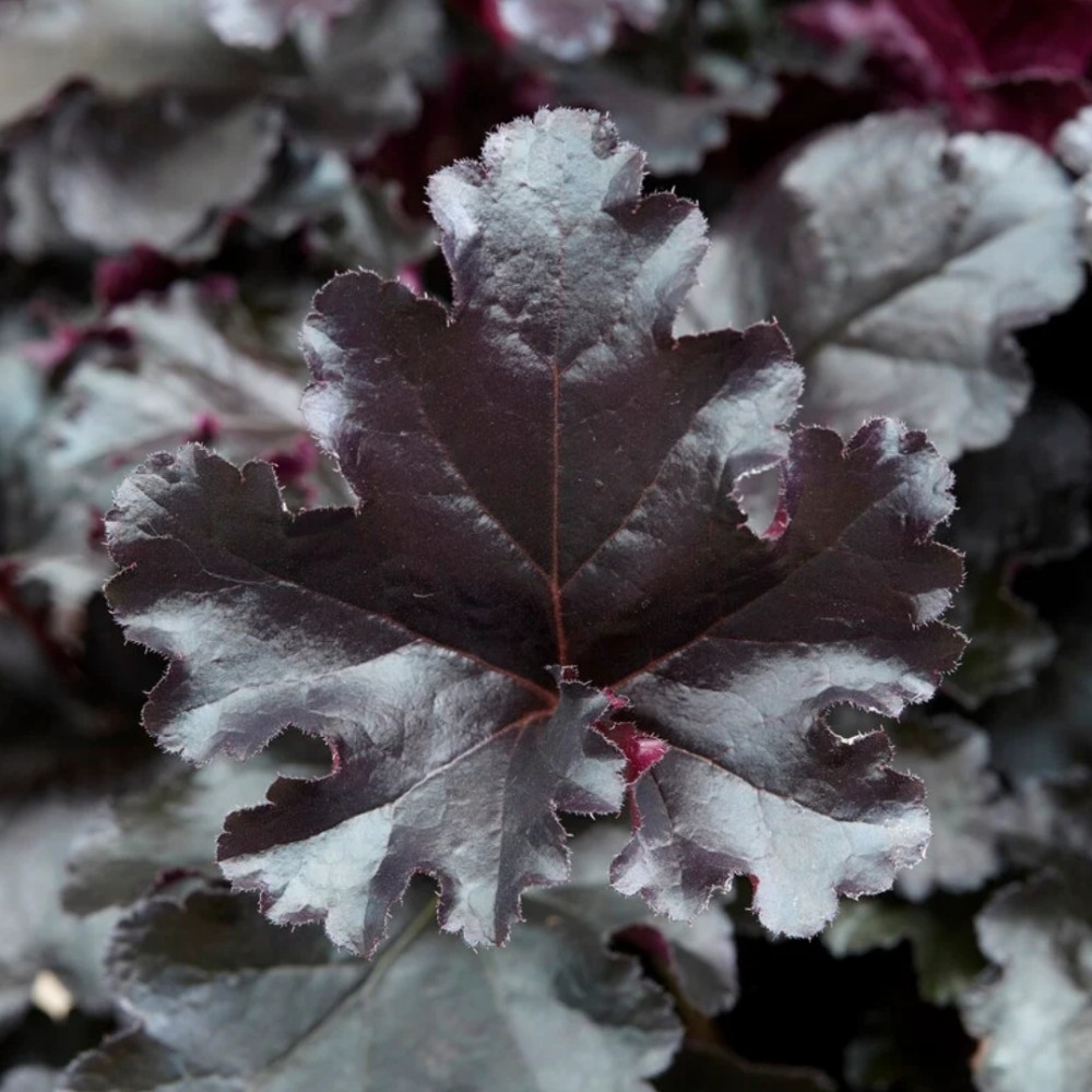 Heuchera / Alūnė PRIMO BLACK PEARL