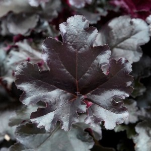 Heuchera / Alūnė PRIMO BLACK PEARL