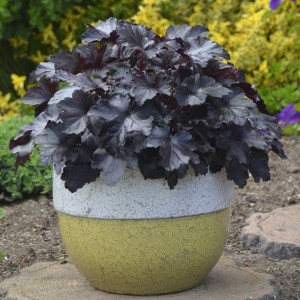Heuchera / Alūnė PRIMO BLACK PEARL