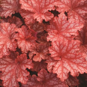 Heuchera / Alūnė PRIMO PEACHBERRY ICE